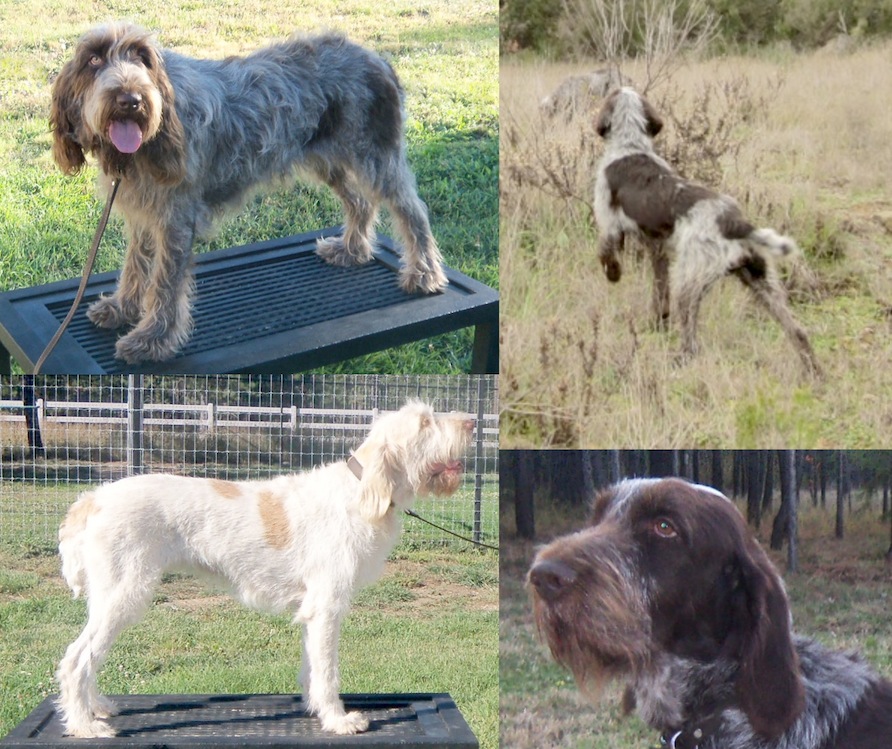 spinone for sale
